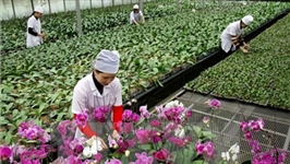 Doanh nghiệp Nhật muốn đầu tư vào nông nghiệp Lâm Đồng