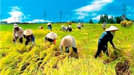 Từ Myanmar đến Cuba: Sức hút từ thế mạnh nông nghiệp